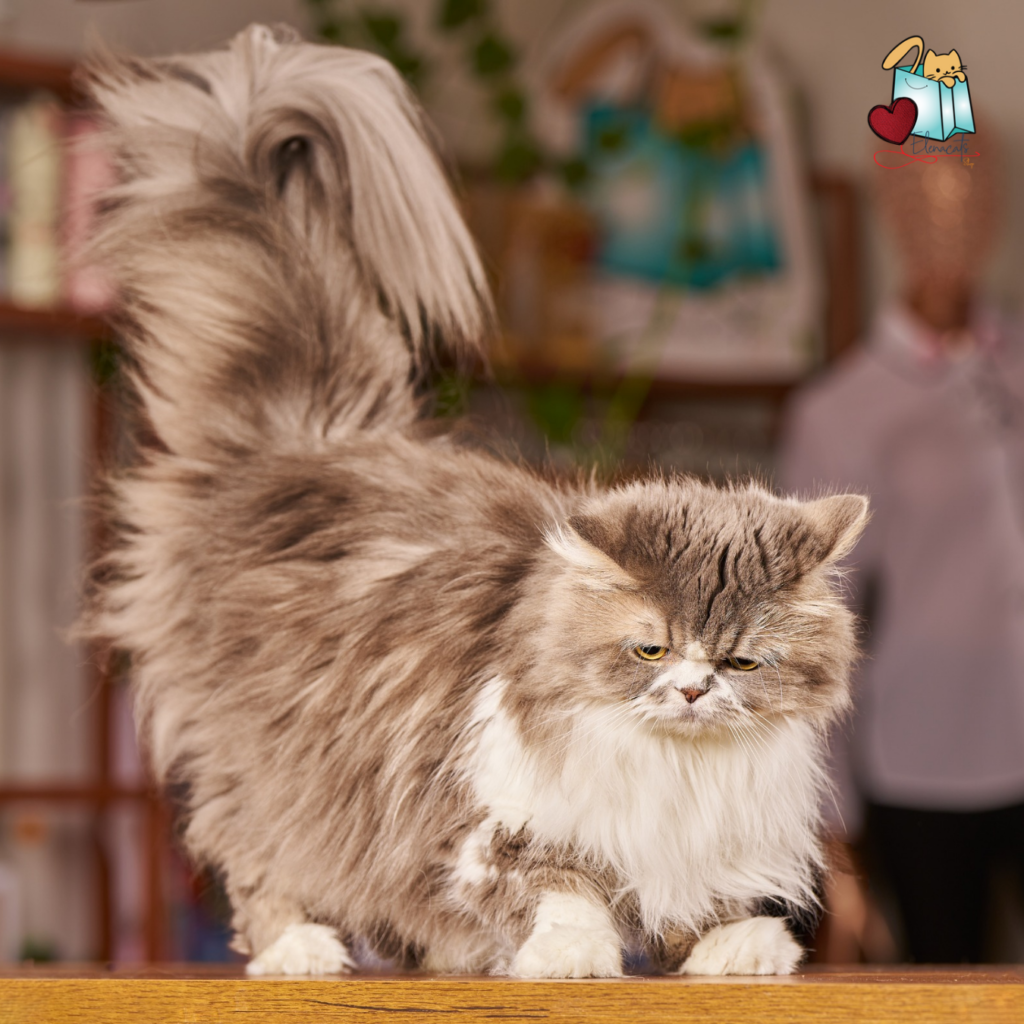 Gata persa gris con blanco